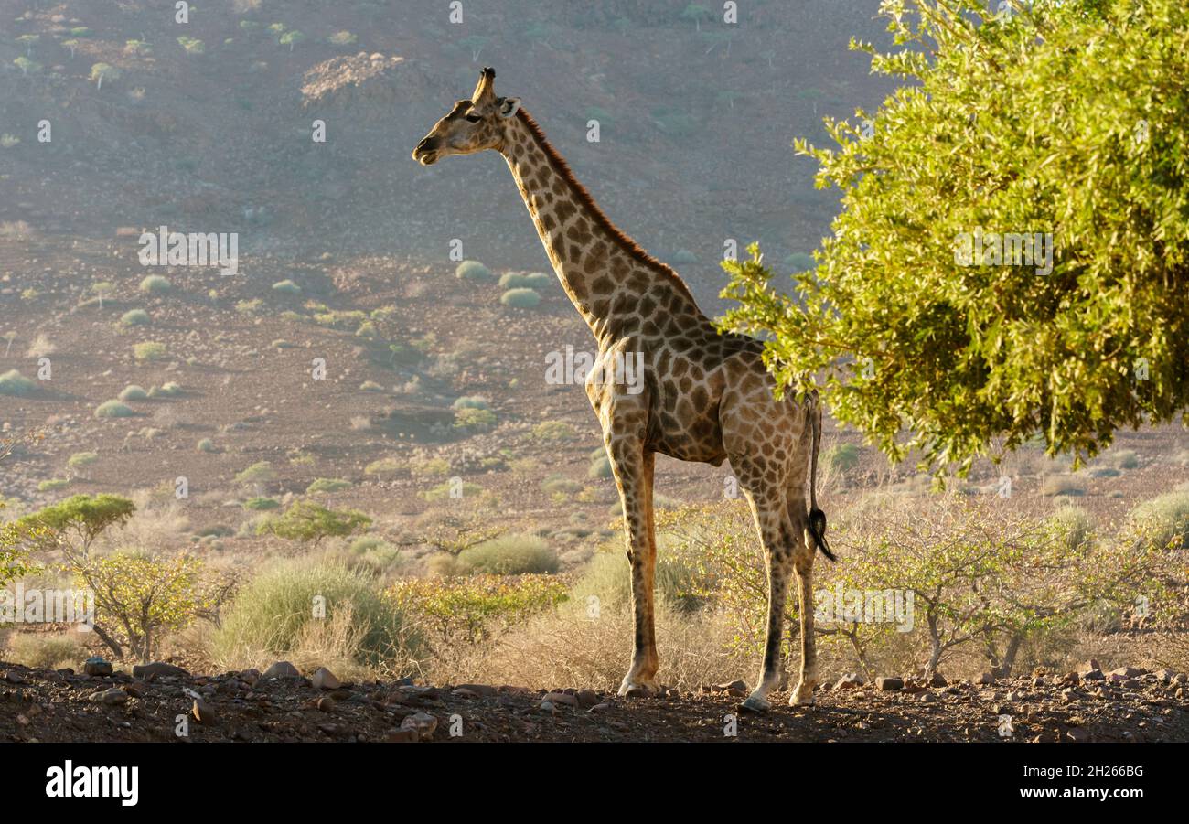 Giraffen in der Wüste im Norden Namibias. Stockfoto