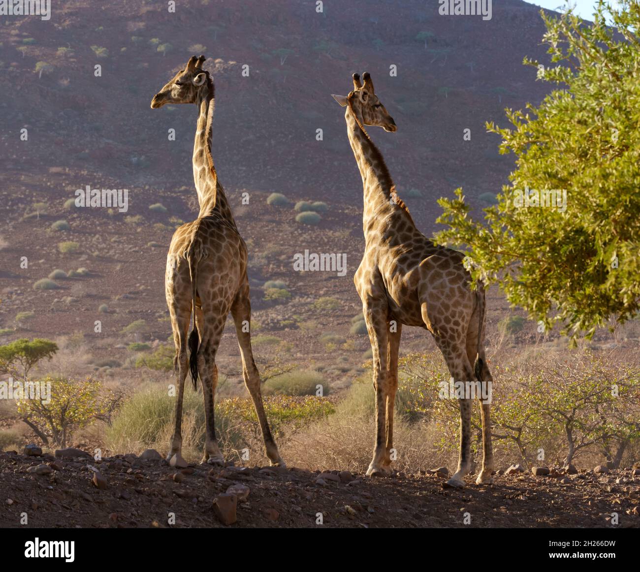 Giraffen in der Wüste im Norden Namibias. Stockfoto