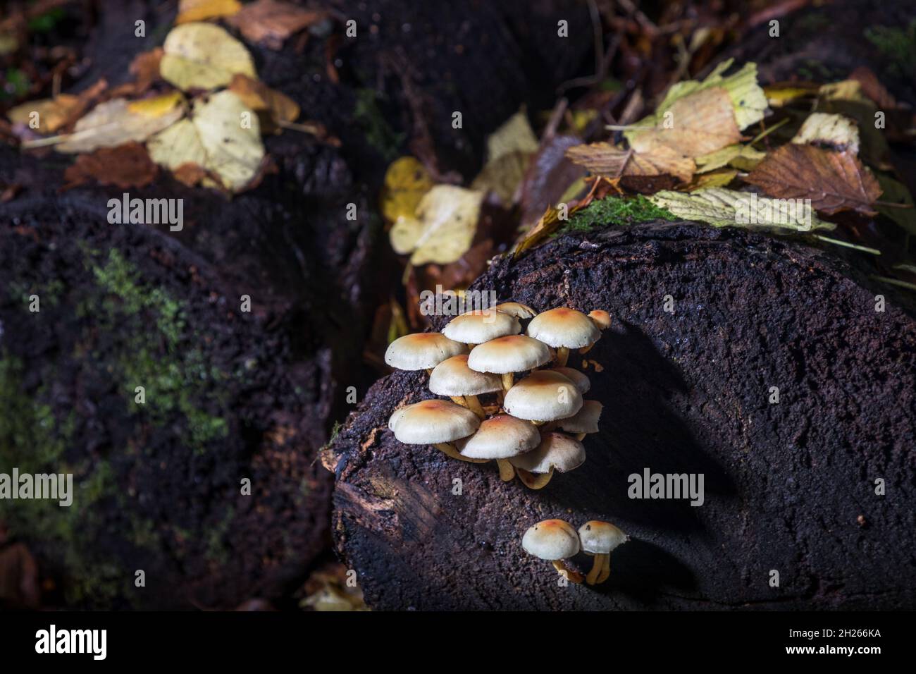 Currabinny, Cork, Irland. Oktober 2021. Schwefeltuft-Pilze, die aus einem verfallenden Baumstumpf auf dem Waldboden von Currabinny Woods, Co. Cork, Irland, wachsen. - Bild; David Creedon / Alamy Live News Stockfoto