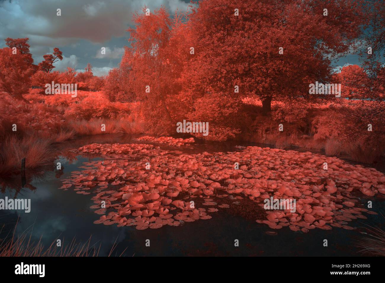 Fagus sylvatica Quercus robur Bäume Chloroplast in gesunden Blatt reflektieren Wärme infrarotes Tageslicht und erscheinen rot wie in aerochromfolie Stockfoto