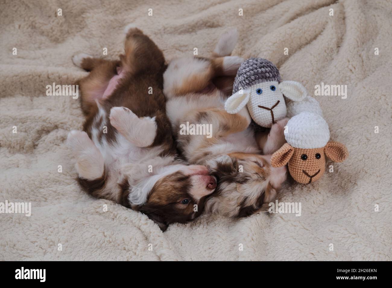 Zwei Welpen von Australian Shepherd Hund rot tricolor und rot Merle liegen auf weichen flauschigen weißen Schaffell Decke und spielen mit handgefertigten Spielzeug Schaf Amigurum Stockfoto