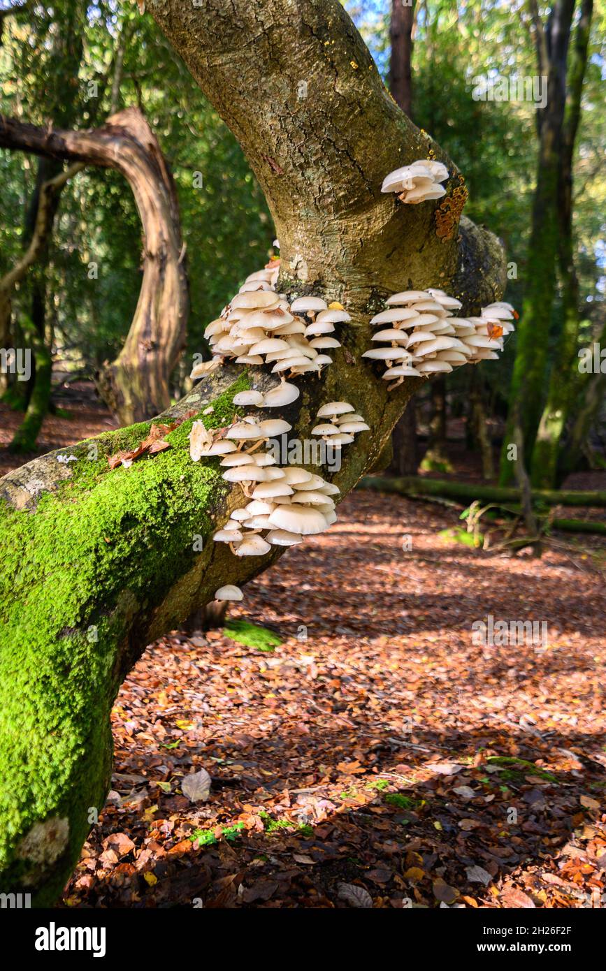 Porzellanbaumpilze, New Forest, Hampshire, Großbritannien, Oktober Stockfoto