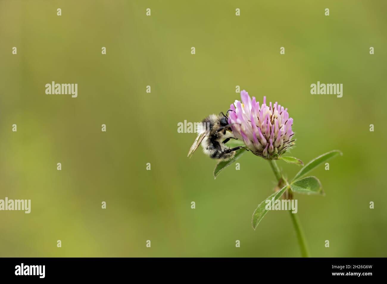 Makrofotografie einer haarfüßigen Blütenbiene, die auf einer Kleeblatt-Pflanze nach Pollen absallt Stockfoto