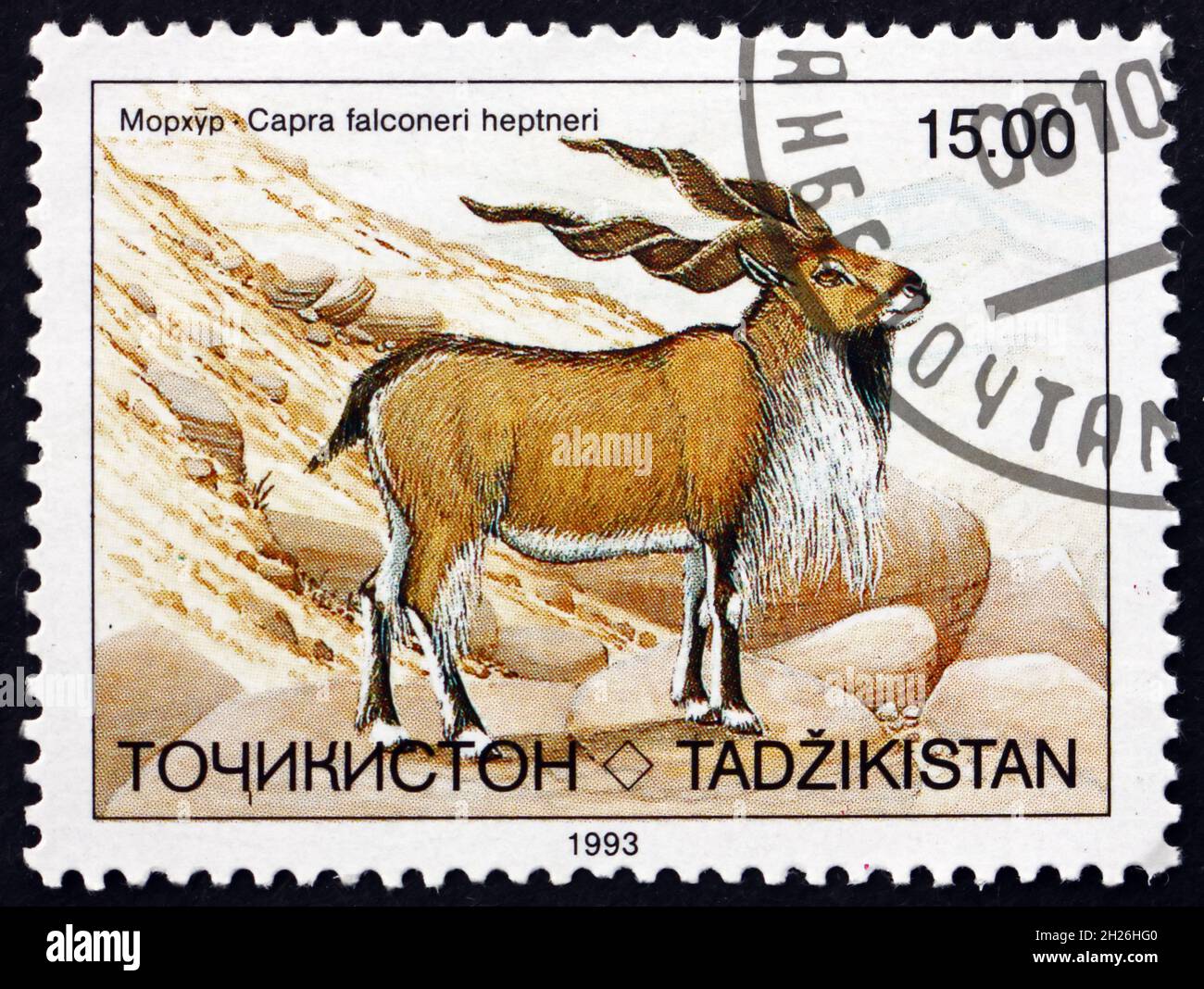 TADSCHIKISTAN - UM 1993: Eine in Tadschikistan gedruckte Marke zeigt Markhor, Capra falconeri, Schneckenhornziege, um 1993 Stockfoto