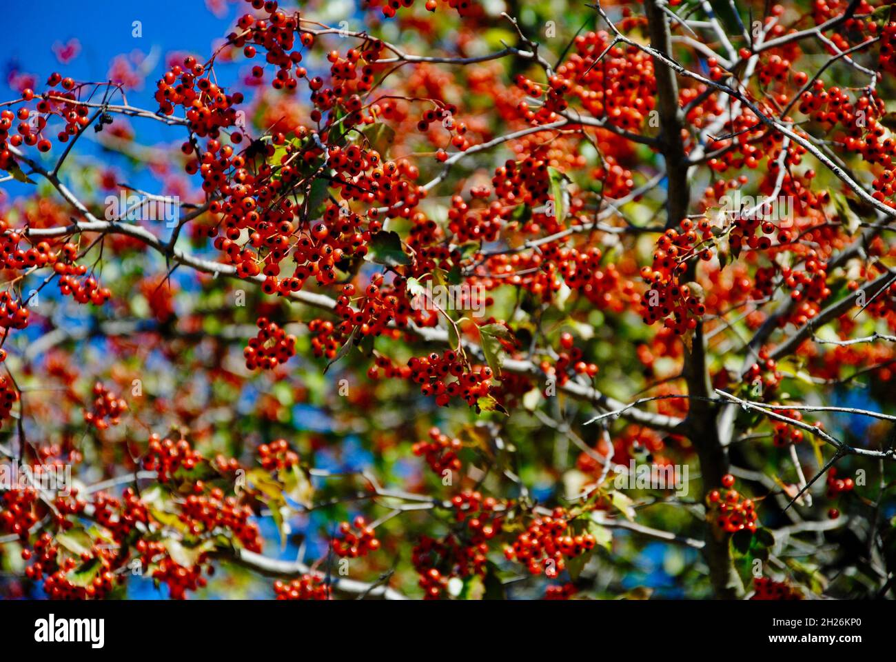 Baum mit bunten roten Beeren im Herbst in Nordost-Ohio Stockfoto