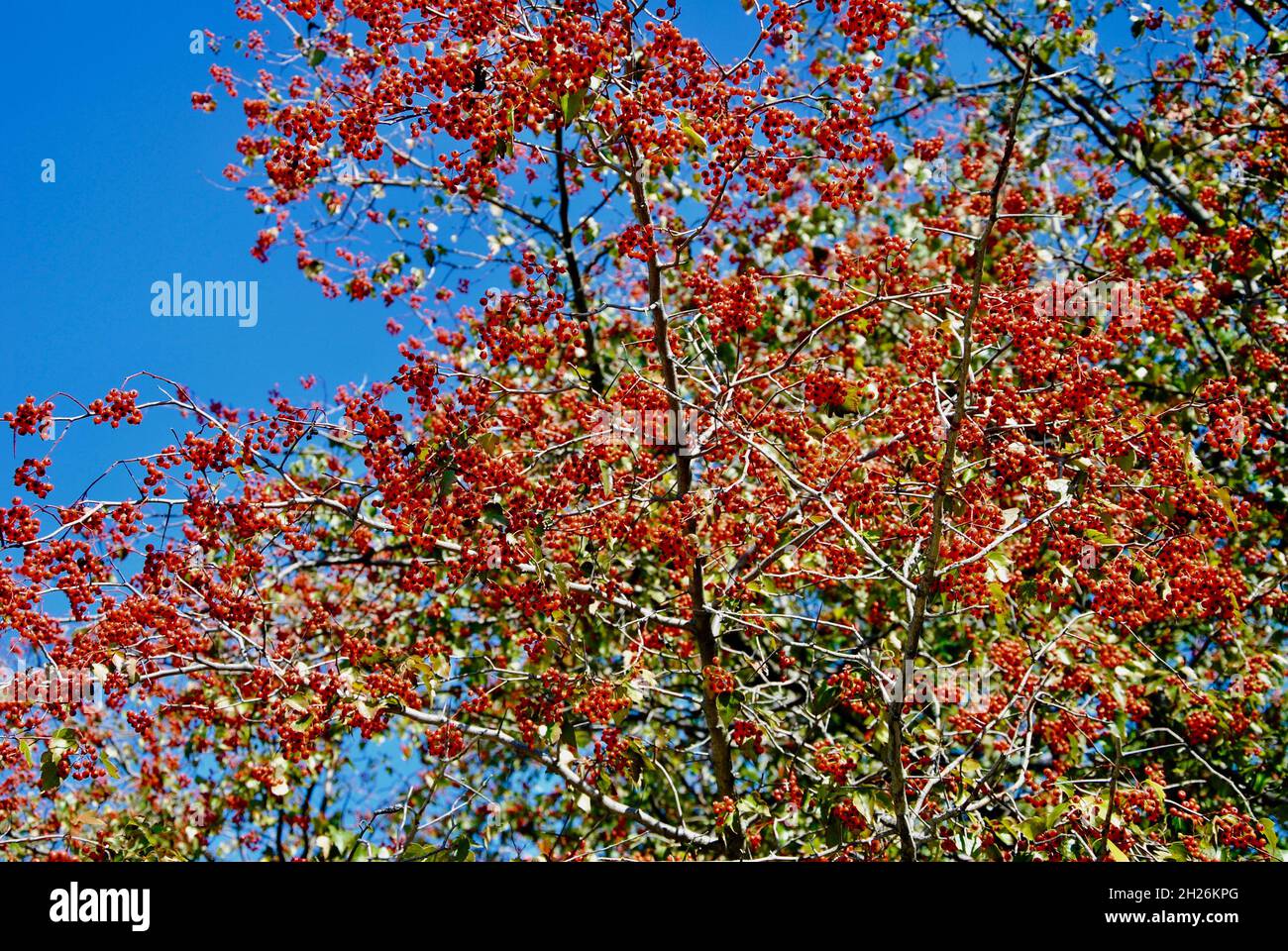 Baum mit bunten roten Beeren im Herbst in Nordost-Ohio Stockfoto