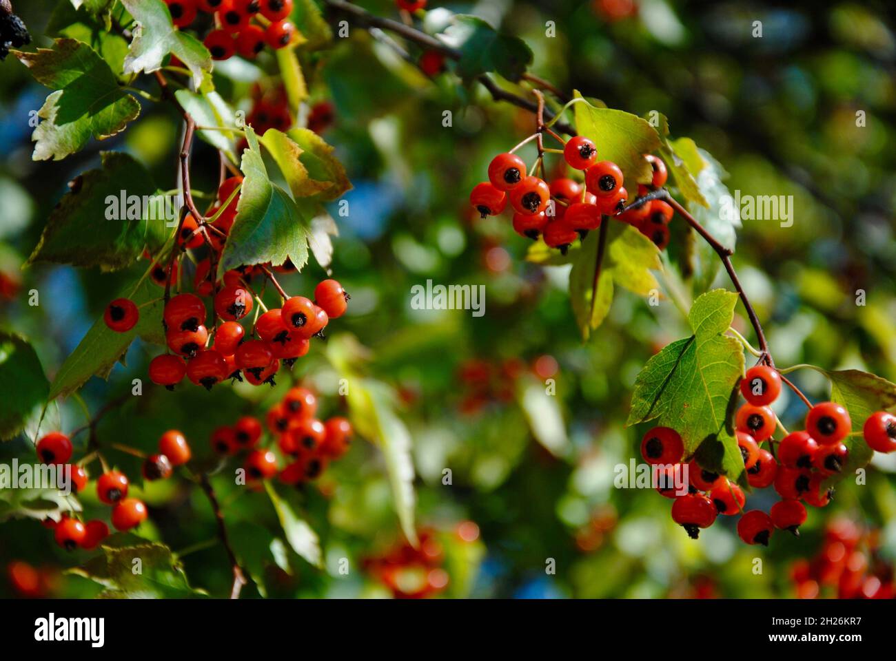 Baum mit bunten roten Beeren im Herbst in Nordost-Ohio Stockfoto