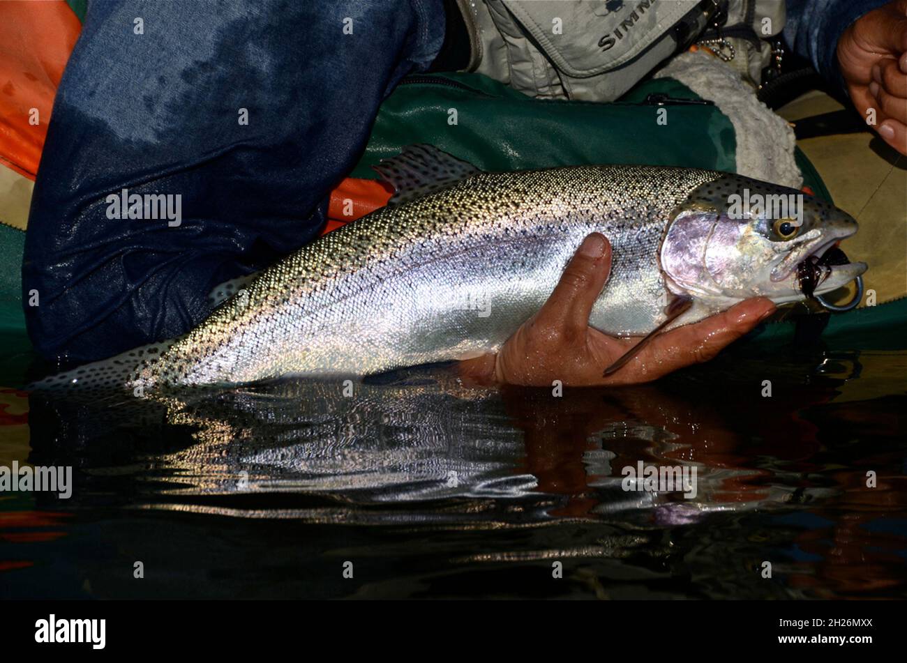 Duck Valley Reservation, USA. September 2014. Fische wie diese Regenbogenforelle haben einen vollen Sommer zu wachsen, so dass durchschnittliche Größen neigen dazu, im Herbst größer zu sein. (Foto von Roger Phillips/Idaho Statesman/TNS/Sipa USA) Quelle: SIPA USA/Alamy Live News Stockfoto