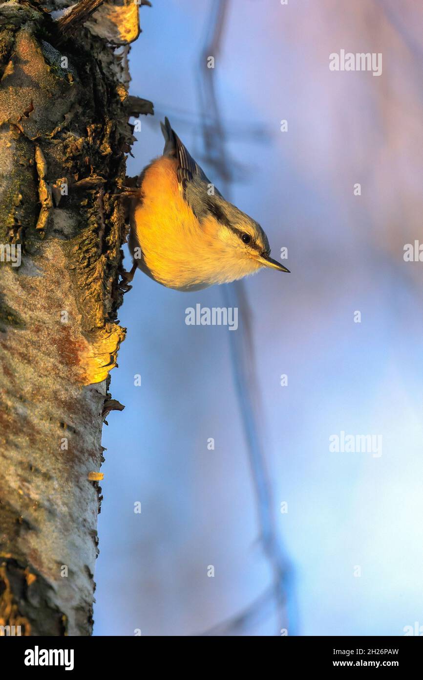 Eurasische Kleiber Stockfoto