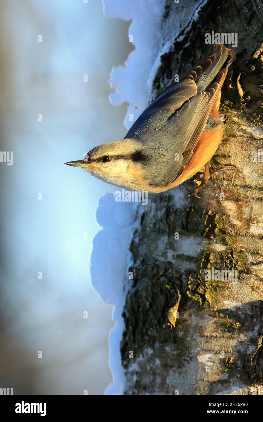 Eurasische Kleiber Stockfoto