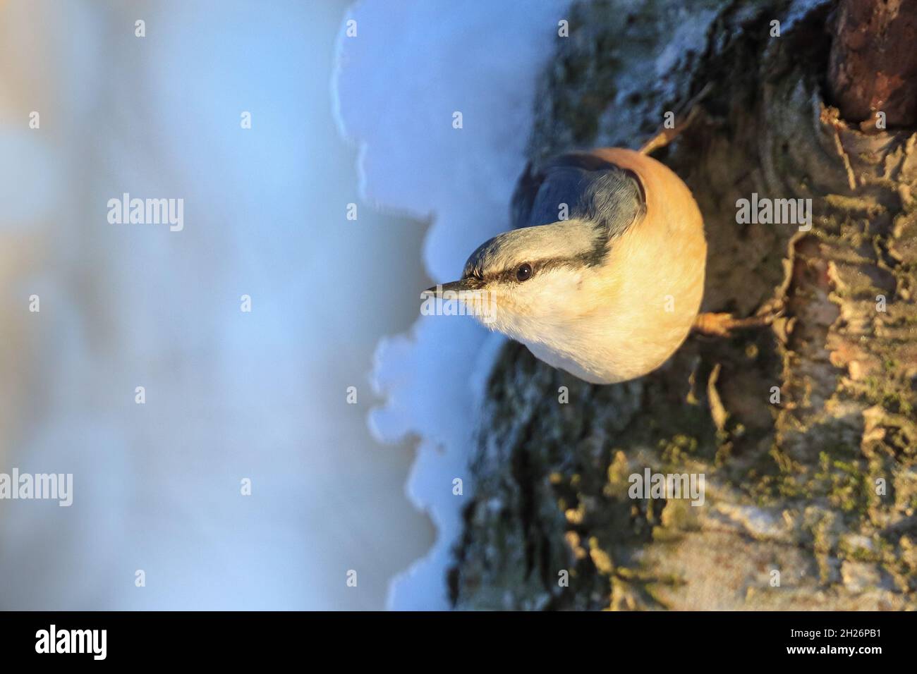 Eurasische Kleiber Stockfoto