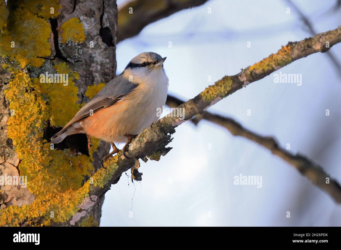Eurasische Kleiber Stockfoto