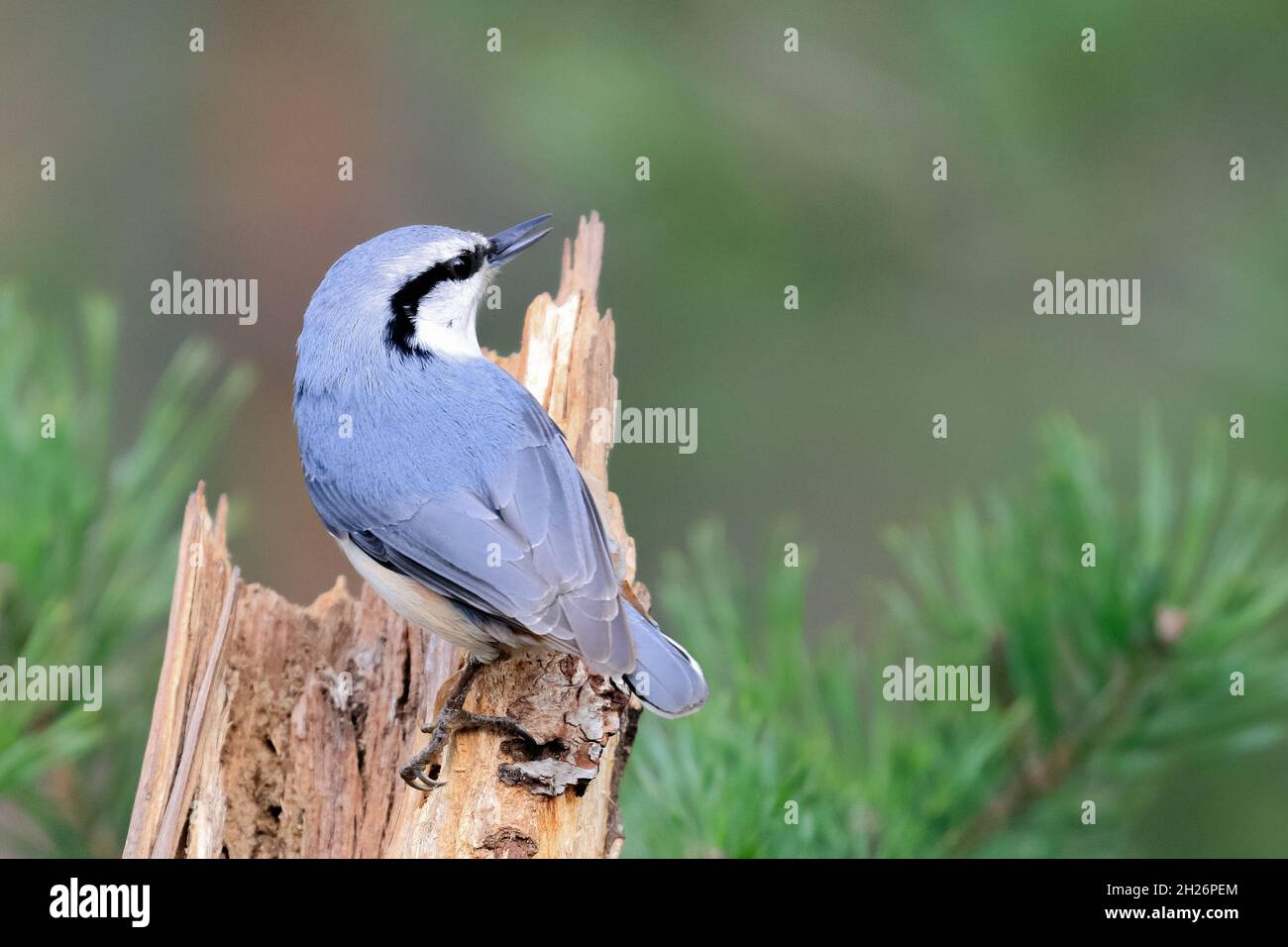 Eurasische Kleiber Stockfoto