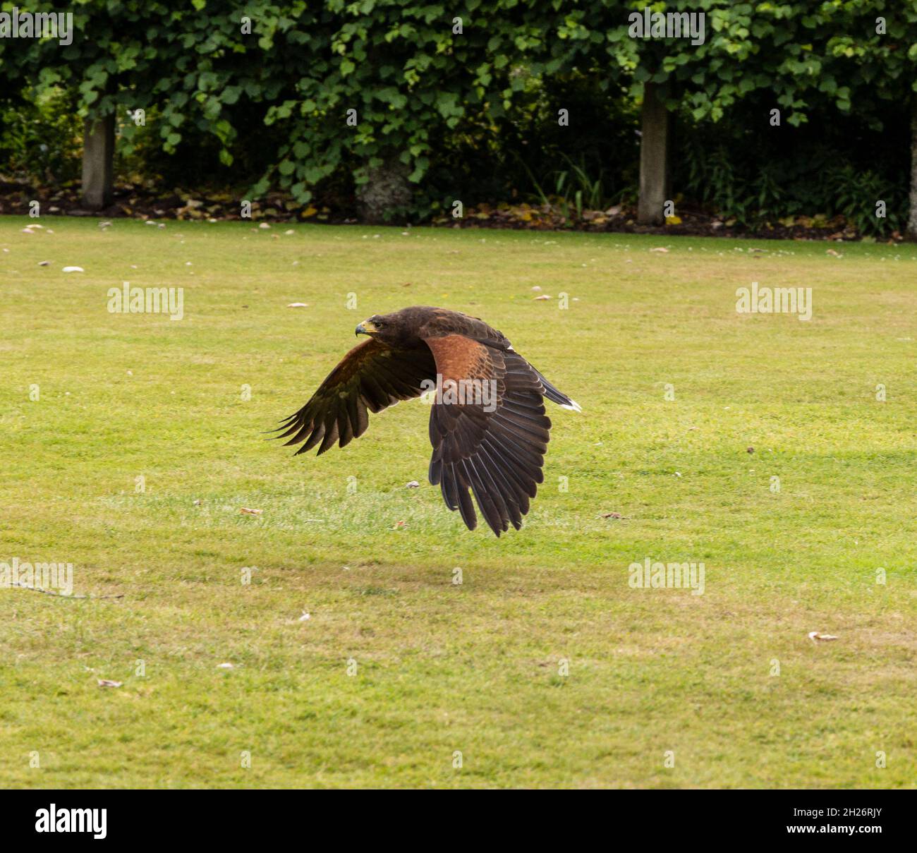 Harris Hawk, ein buschiger Falke im Flug. Tierwelt Tierszene aus der Natur. Fliegender Greifvogel. Wildtierszene aus der schottischen Natur. Stockfoto