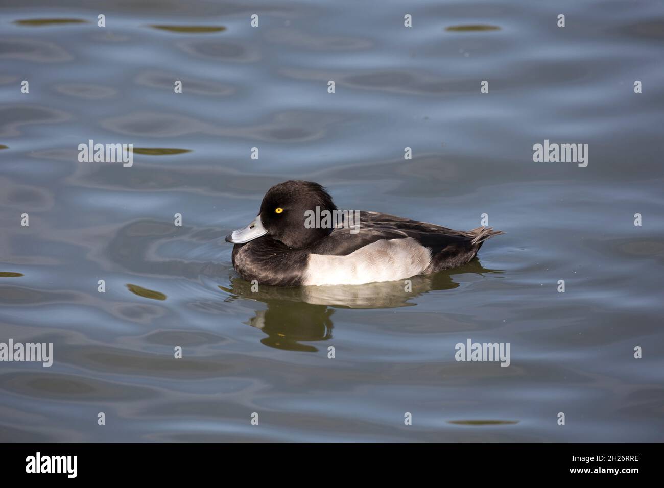 Einsame männliche Tuftente Aythya fuligula beim Schwimmen Slimbridge Wildfowl und Wetland Trust UK Stockfoto