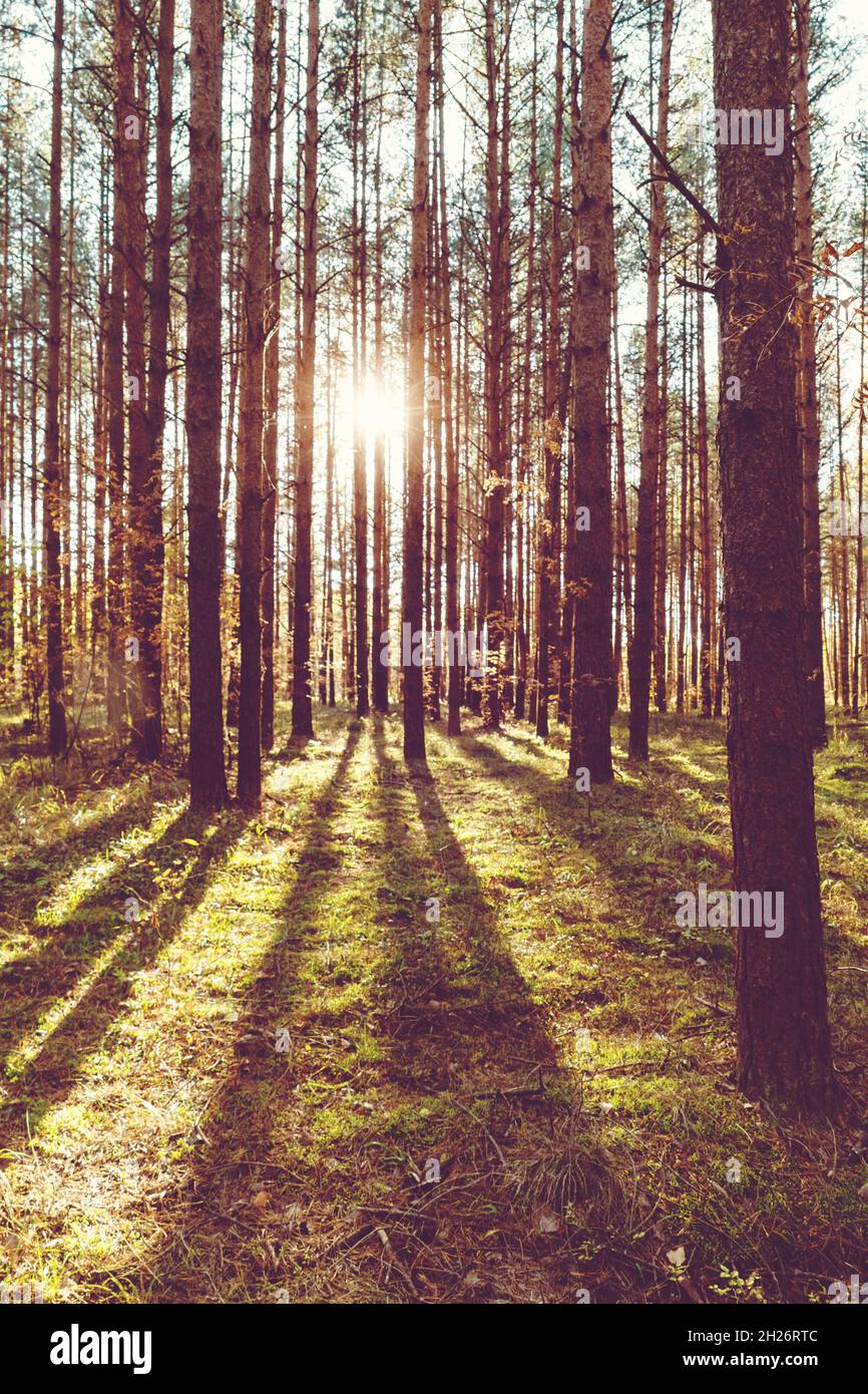 Sonne scheint durch Bäume im Wald, Sonnenstrahlen, Kiefern, Gras, Vertikalaufnahme Stockfoto