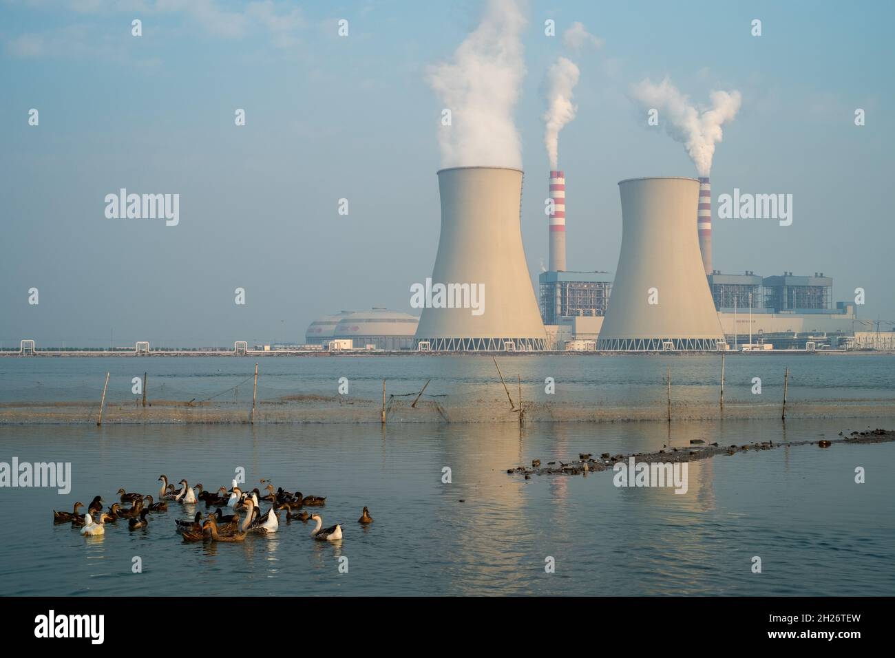 Eine Herde Geflügel, die vor einem Kraftwerk in Tianjin, China, auf dem Wasser herumstreift. 19-Okt-2021 Stockfoto