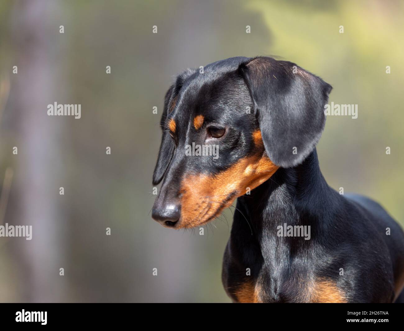 Porträt des jungen schwarzen kurzhaarigen Dachshund Miniatura deutschen reinrassigen Hund feurig im Freien Stockfoto