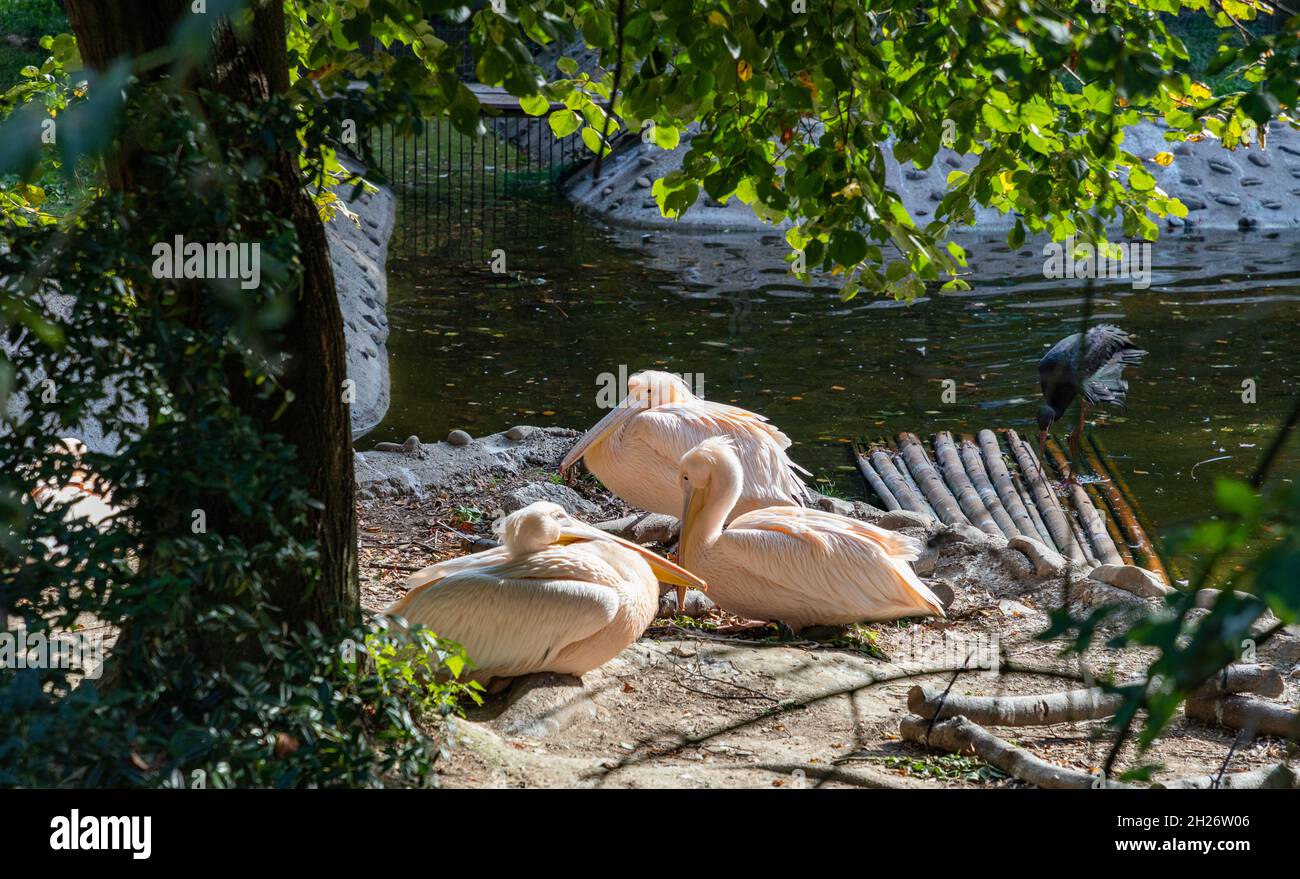 Ein Bild einer Gruppe von rosa Pelikanen im Zoo von Kraków. Stockfoto