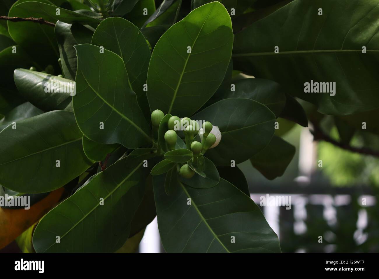 Lecythidaceae (familie der brasilianischen Nüsse) » Barringtonia asiatica schöne grüne Blütenknospe schöne grüne Rückseite Stockfoto