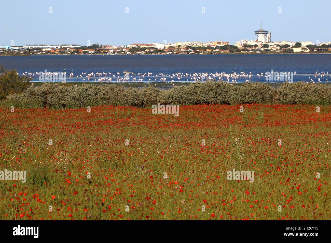 Mohnblumen, Teich und Flamingos mit der Stadt Palavas les Flots im Hintergrund, an einem sonnigen Mainachmittag (Hérault, Frankreich) Stockfoto