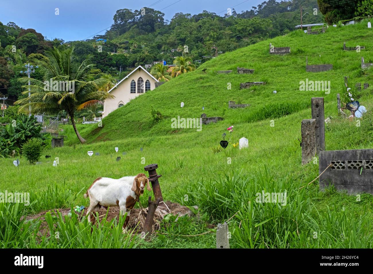 Ziegengrasen zwischen Gräbern auf dem Friedhof im Dorf Charlotteville, man-o-war Bay auf der Insel Tobago, Trinidad und Tobago in der Karibik Stockfoto