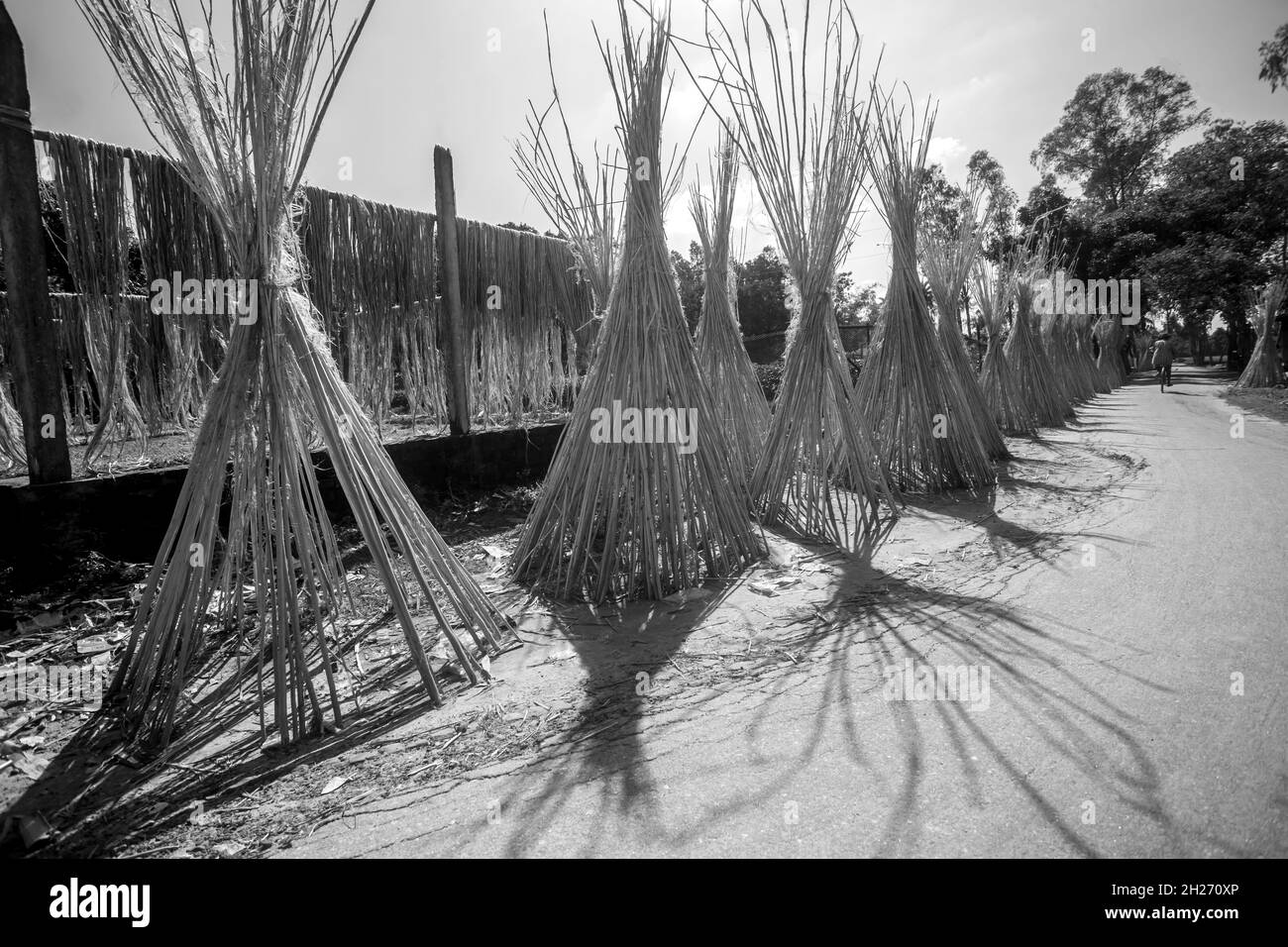 Jutefasern werden in der Sonne am Straßenrand auf traditionelle Weise getrocknet. Jute wird auf beiden Seiten der Straße in der Sonne getrocknet. Stockfoto