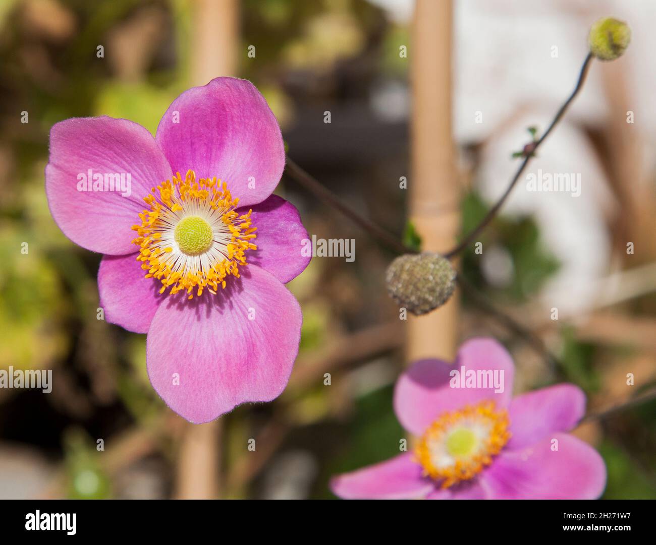 ERIOCAPITELLA HUPEHEMSIS blüht in der Familie der Butterblume Stockfoto