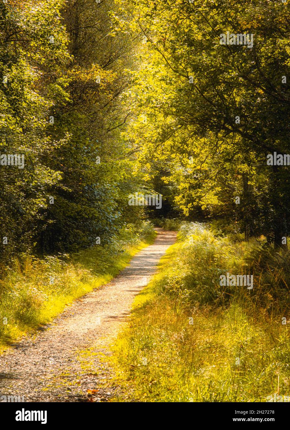 Wanderweg durch herbstliche Wodland Stockfoto