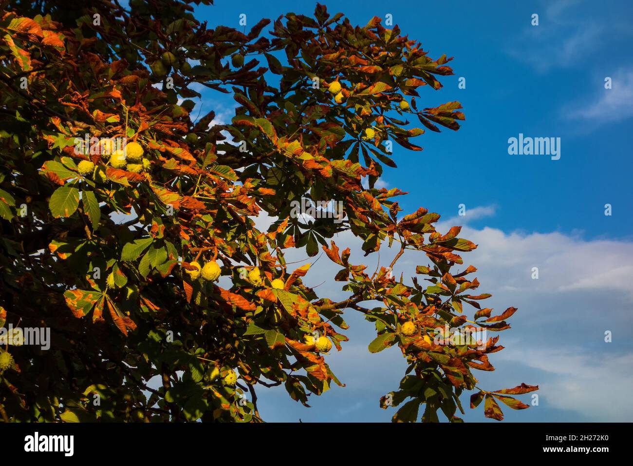 Der Herbst kommt und die Blätter der Rosskastanie werden von grün zu braun und rötlich Stockfoto