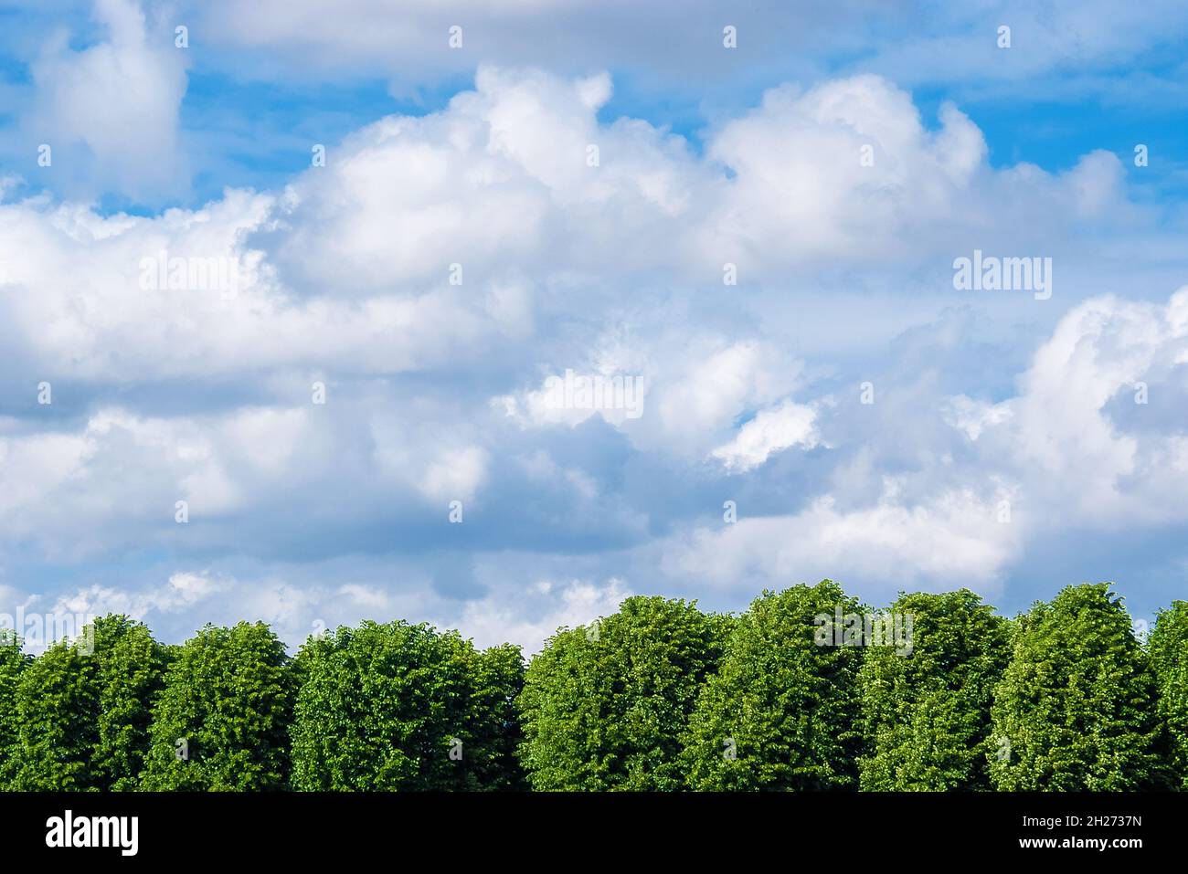 Bäume mit grünen Blättern mit bewölktem Himmel als natürlichen Hintergrund. Stockfoto