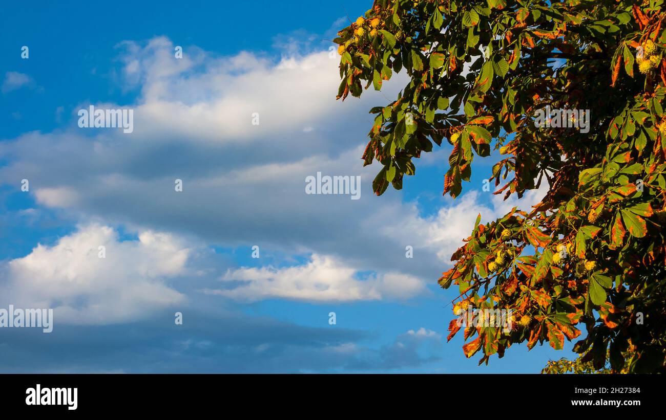 Natürlicher Hintergrund. Herbstliche Blätter aus Rosskastanien, Kastanien und wunderschöne Wolken Stockfoto