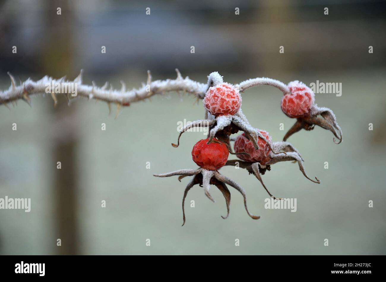 Detailaufnahme von Hagebutten mit Raufeif im Salzkammergut, Österreich, Europa - Nahaufnahme von Hagebutten mit Reif im Salzkammergut, Österreich, Stockfoto