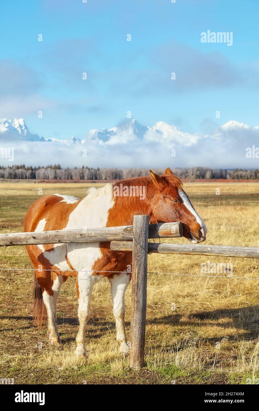 Pferd durch Weidezaun mit Teton Range im Hintergrund, Wyoming, USA. Stockfoto