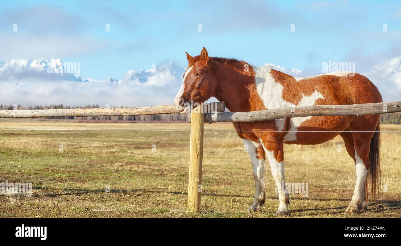 Pferd durch Weidezaun mit Teton Range im Hintergrund, Wyoming, USA. Stockfoto