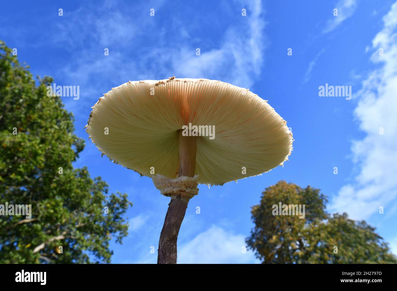 Parasolpilze wachsen wild in Shropshire, England, Großbritannien Macrolepiota procera Stockfoto