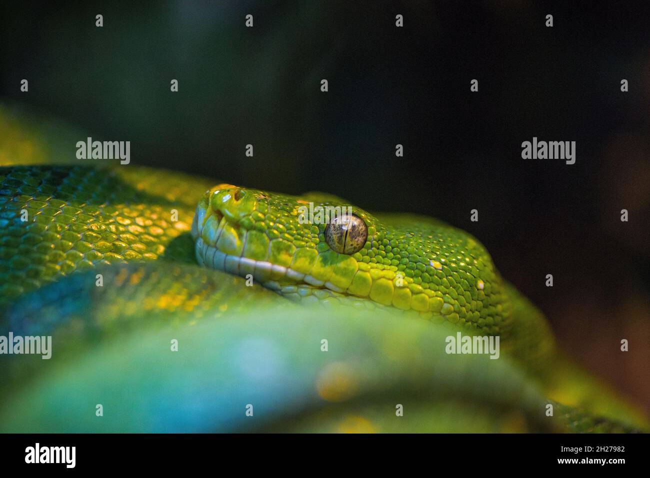 Grüner Baum Python morelia viridis Stockfoto