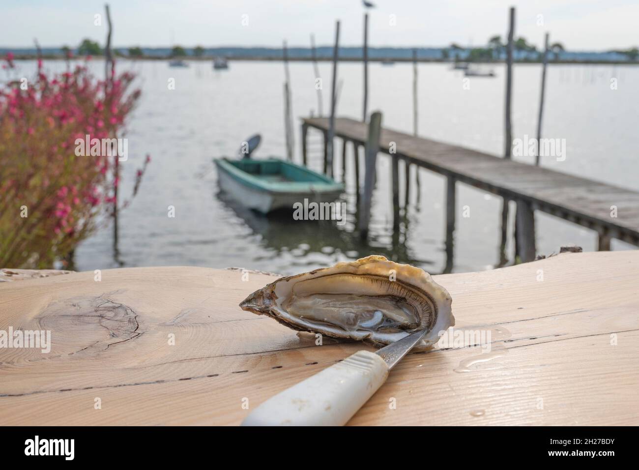 Eine Cap Ferret Auster aus dem Bassin d'Arcachon Stockfoto