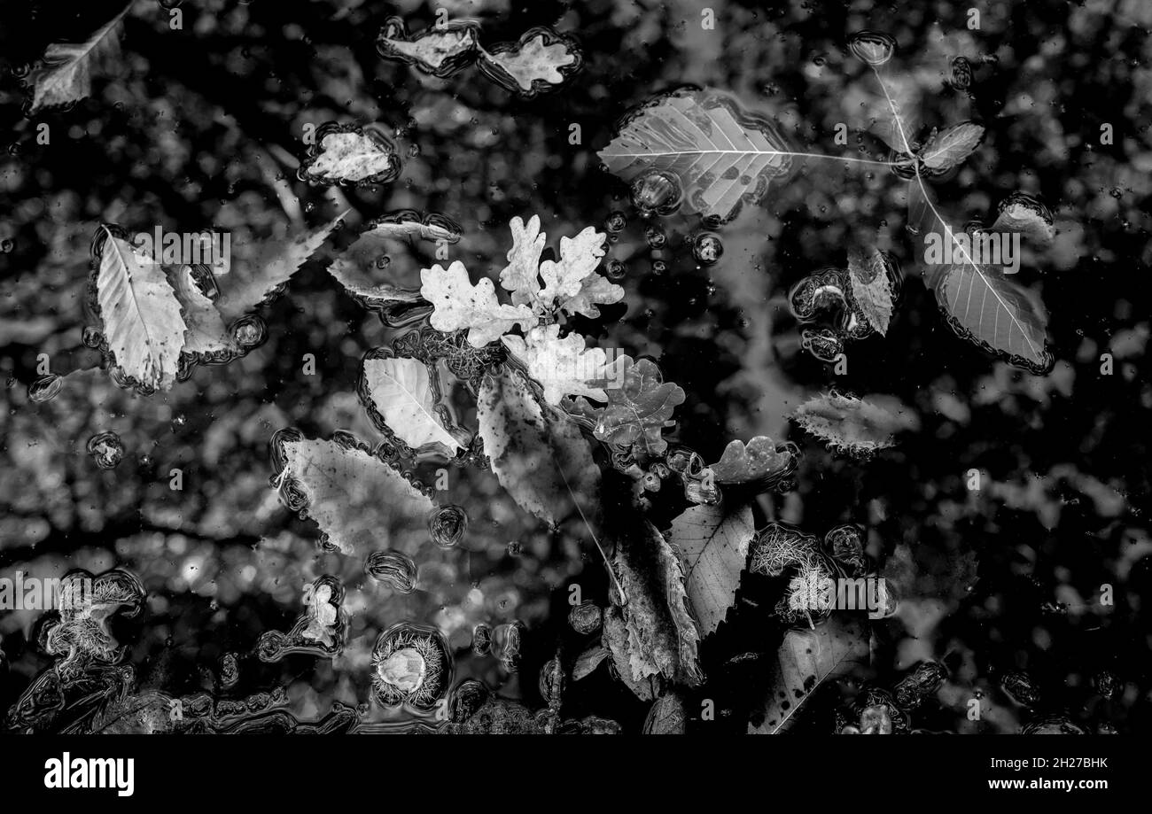 Englische Eiche, süße Kastanien- und Buchenblätter, die in einem Waldteich schwimmen. Stockfoto