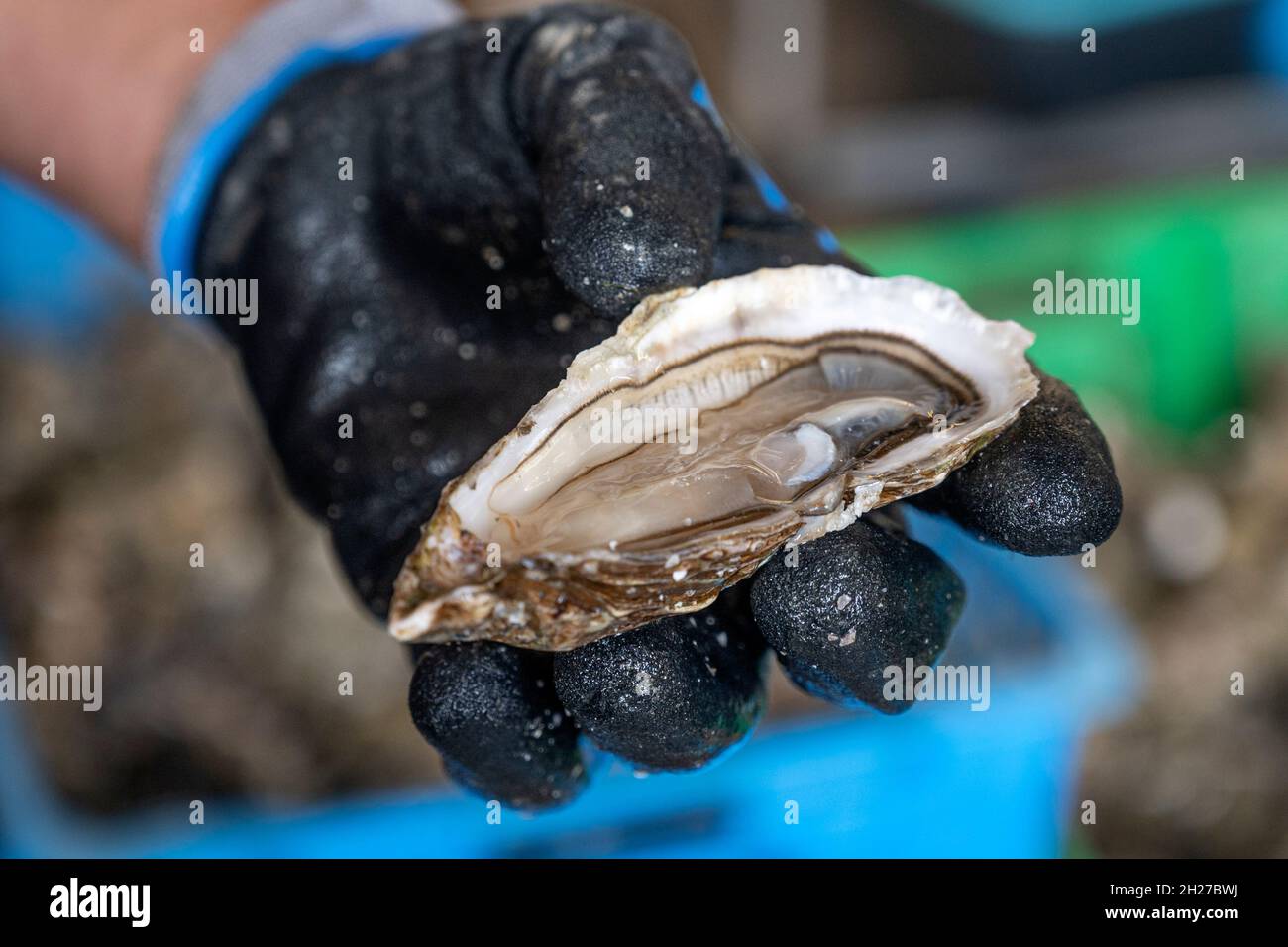 Eine frisch geöffnete Auster vom Cap Ferret am Bassin d'Arcachon, Frankreich Stockfoto