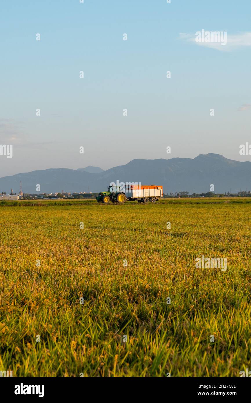 Traktor mit Anhänger auf den Reisfeldern des Naturparks Albufera in Valencia, Spanien. Stockfoto