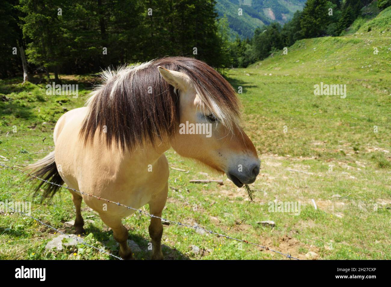 Ein schönes Pony an einem sonnigen Sommertag in den österreichischen Alpen der Region Schladming-Dachstein (Österreich) Stockfoto
