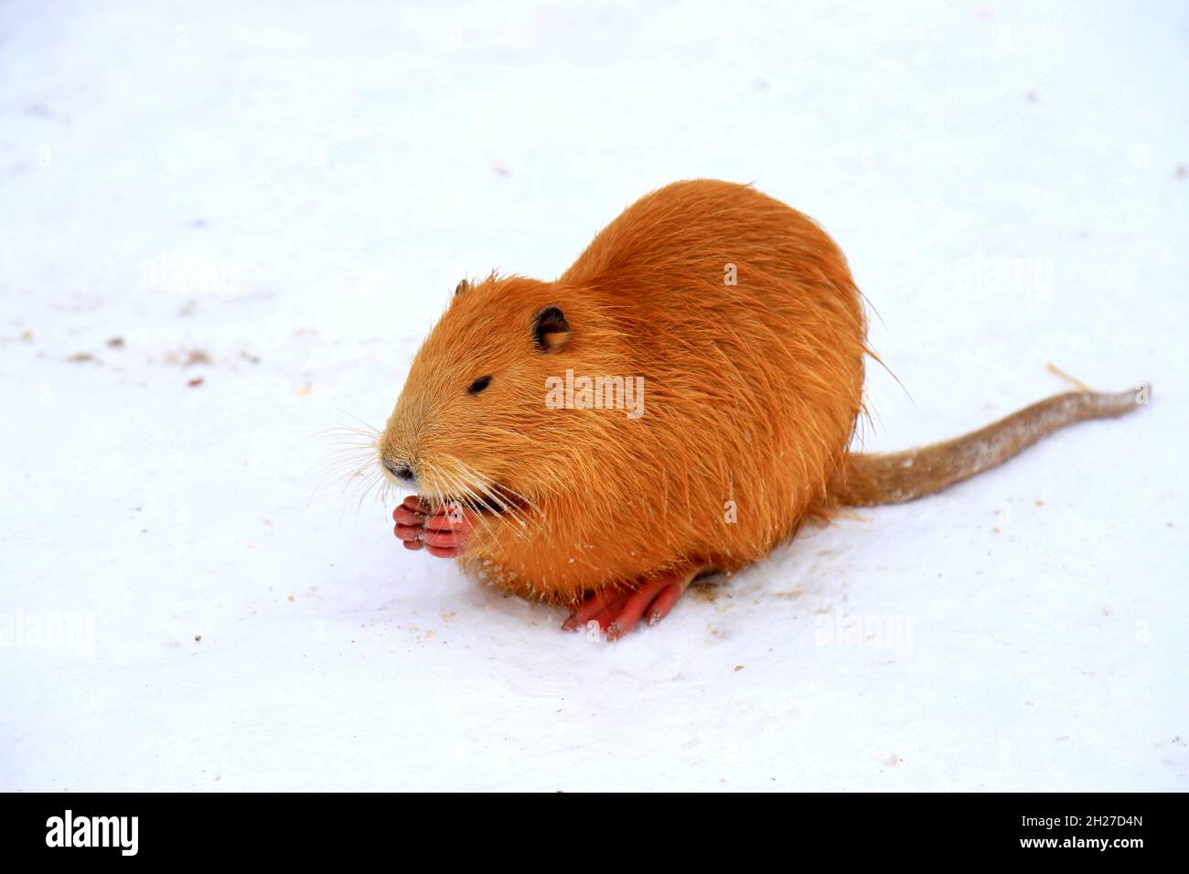 Tiere im Winter. Süße Nutria mit langem gelben Fell, Ottern und Sumpfbbern fressen im Schnee am Fluss. Wasserratte, Bisamratte sitzt auf dem Schnee Stockfoto