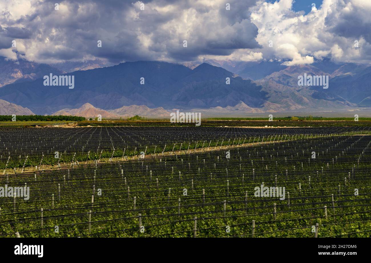 Weinberg im Uco-Tal in der Nähe von Mendoza, Argentinien Stockfoto