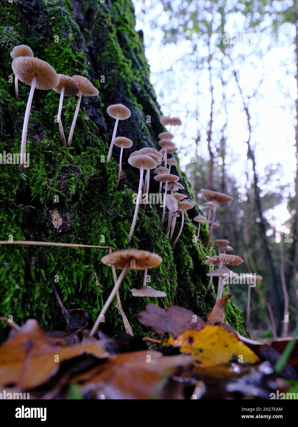 Gruppe winziger, zerbrechlich aussehender Pilze, die auf dem Stamm eines großen, mit Moos bedeckten Baumes wachsen Stockfoto