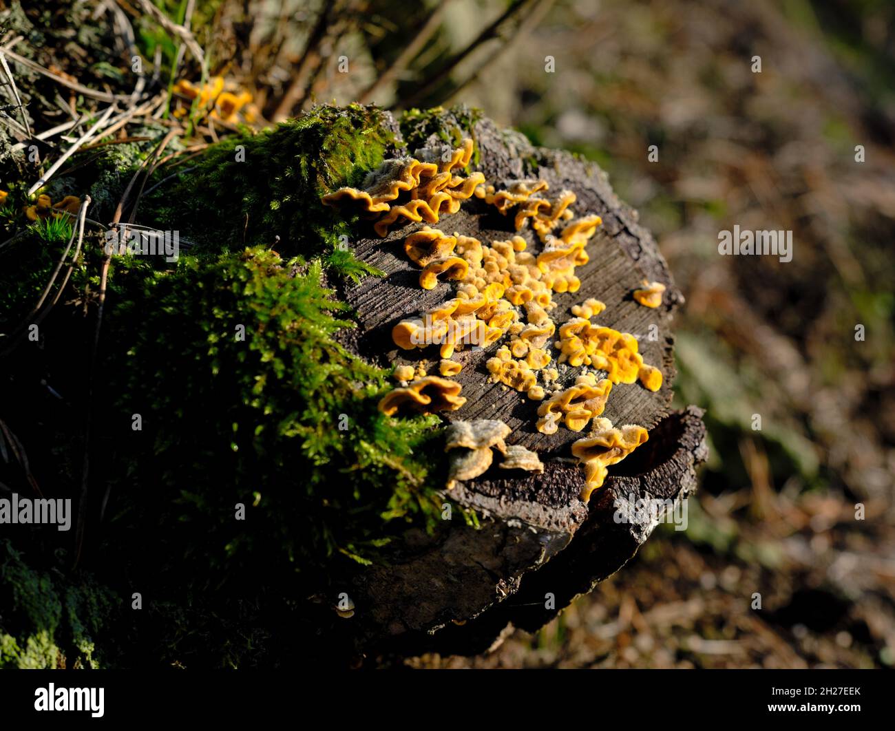 Ein Haufen aus orangefarbenem und gelbem Holz zersetzende Pilze, die an einem Stumpf wachsen, der an sonnigen Tagen fotografiert wurde Stockfoto