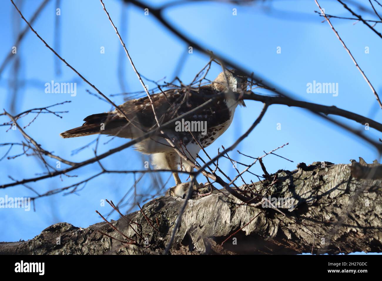 Adler im Stadtgebiet, jagen und fressen Ratten Stockfoto