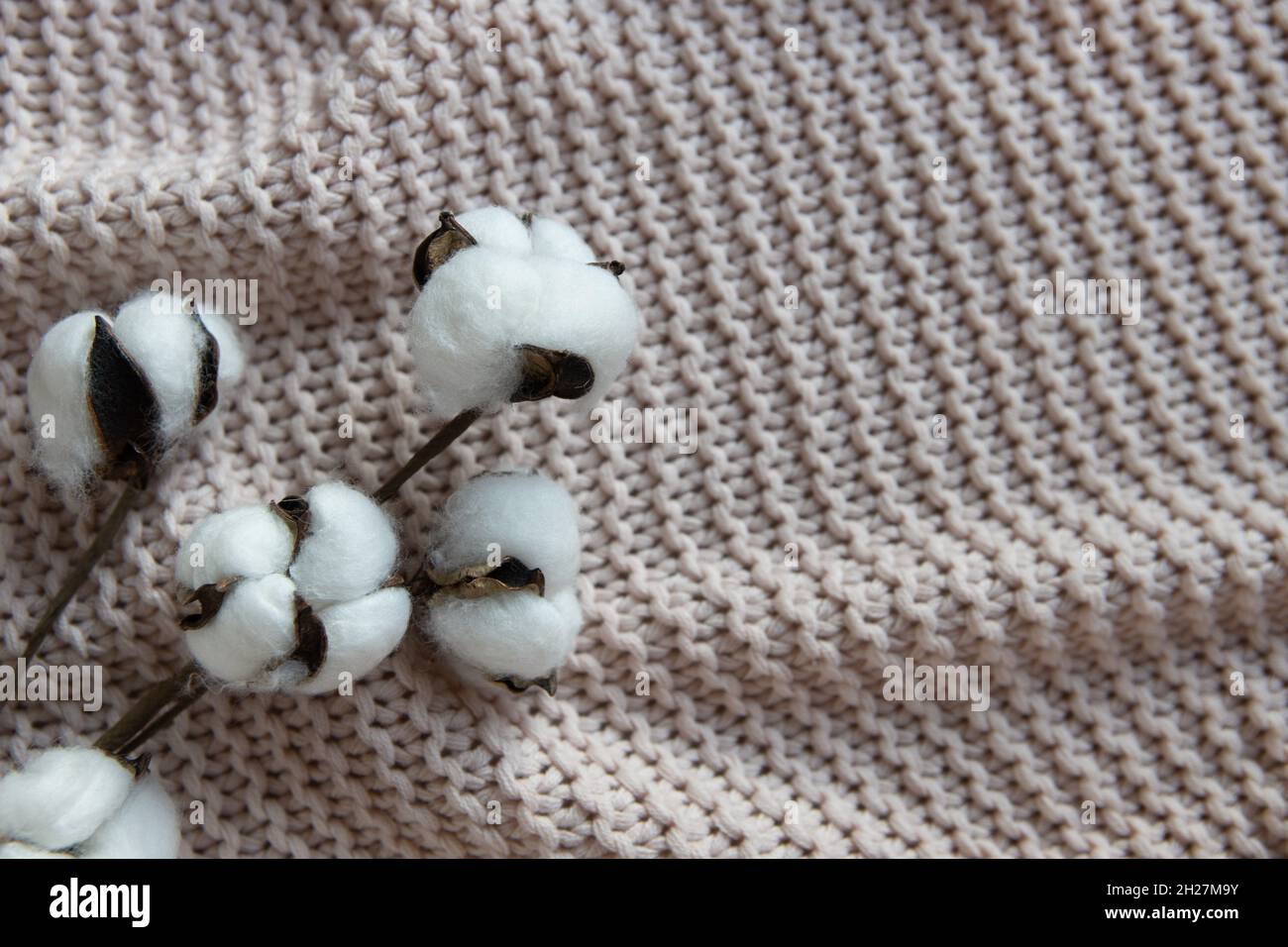 Ein Baumwollzweig auf strukturiertem Hintergrund, eine staubige rosa Decke auf dem Bett, Draufsicht, Nahaufnahme, Kopierraum. Concept Comfort, Naturstoffe, Interieur de Stockfoto