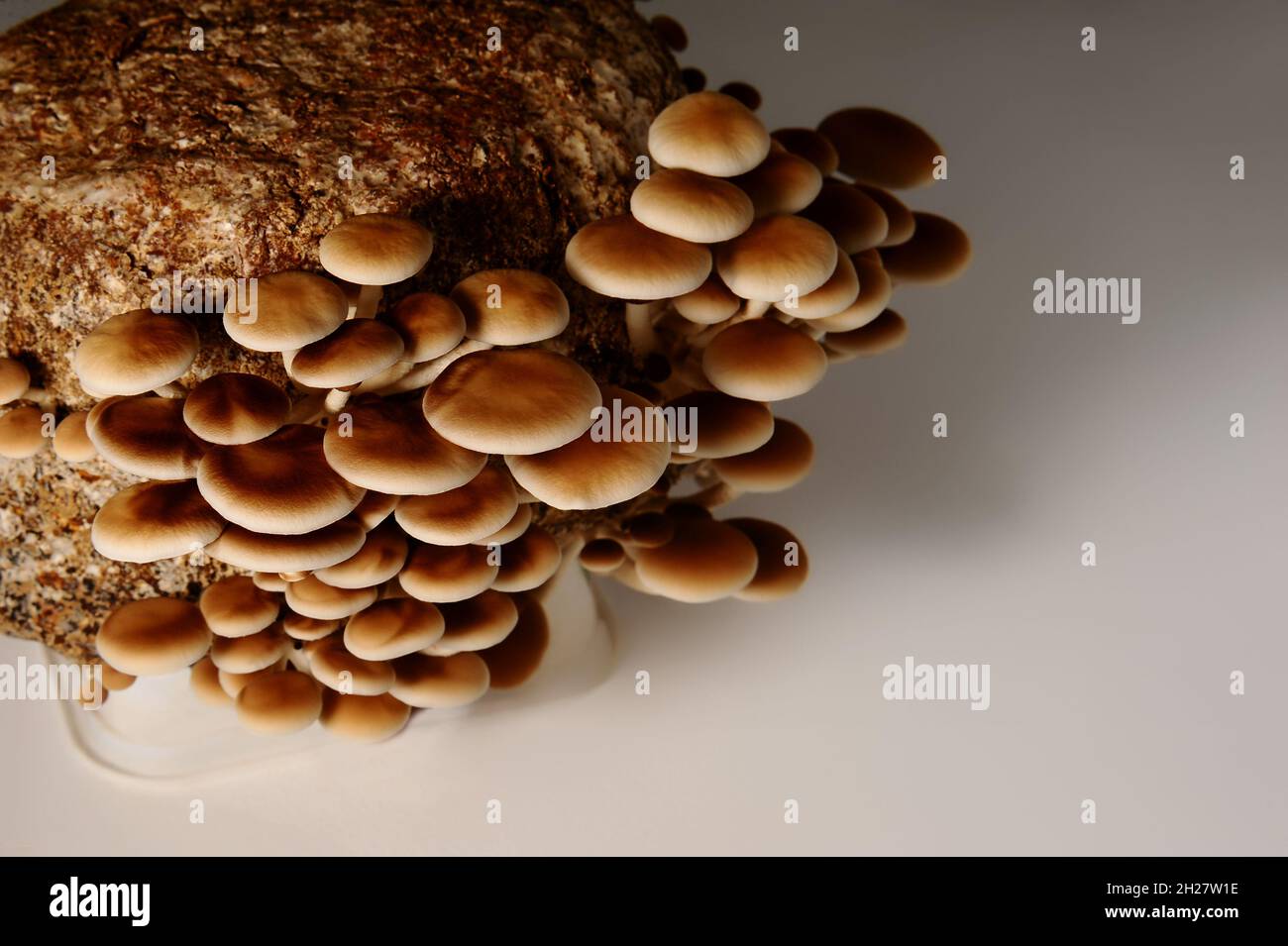 Honigpilze in der Pilzfarm wachsen in Gruppen zusammen. Lebensmittelindustrie. Mycelblock der Cyclocybe aegerita (Yanagi-Matsutake), Draufsicht, Nahaufnahme. Stockfoto