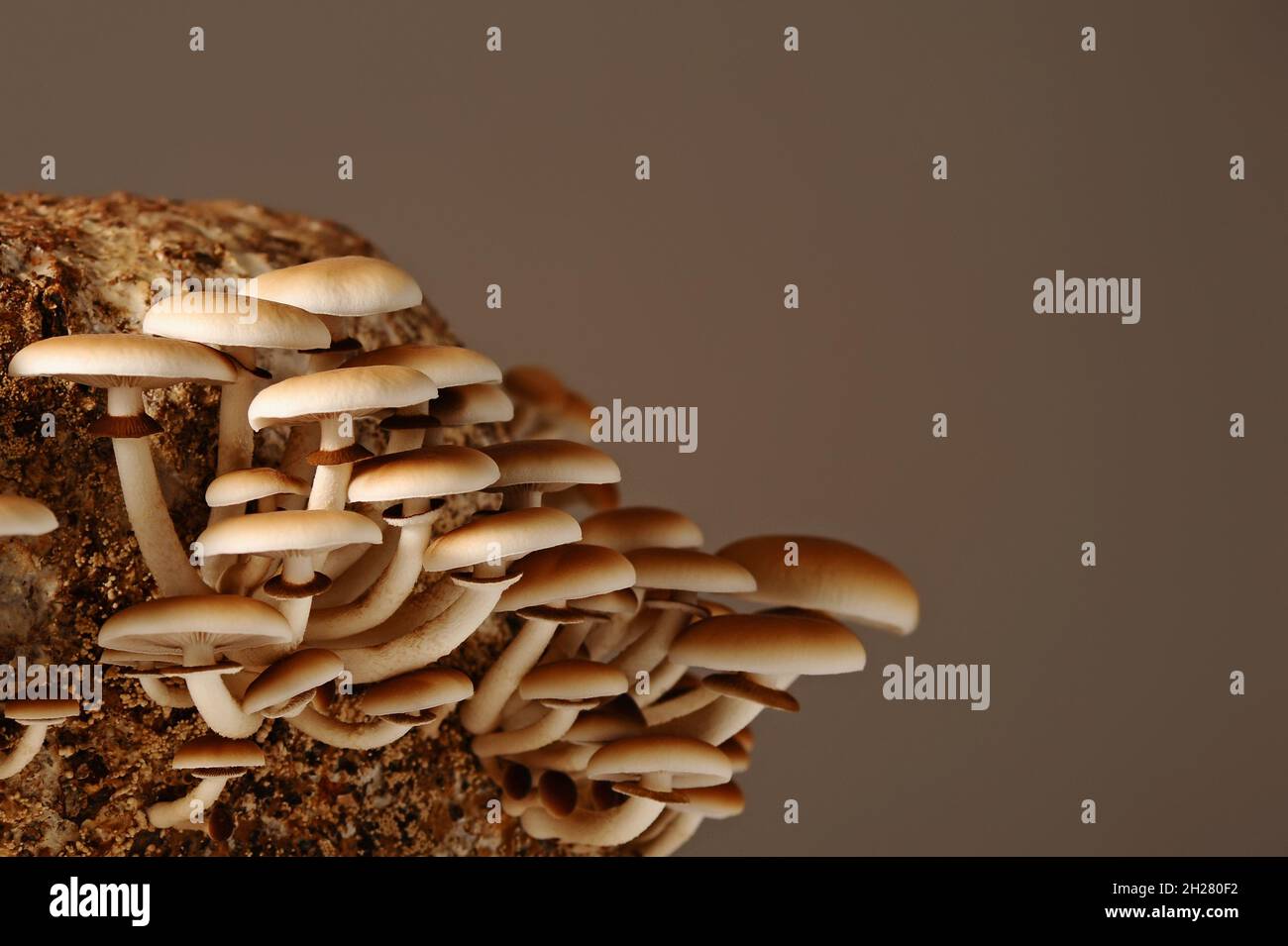 Honigpilze in der Pilzfarm wachsen in Gruppen zusammen. Pilzzucht. Mycel-Block der Cyclocybe aegerita (Yanagi-Matsutake), Draufsicht, Klo Stockfoto